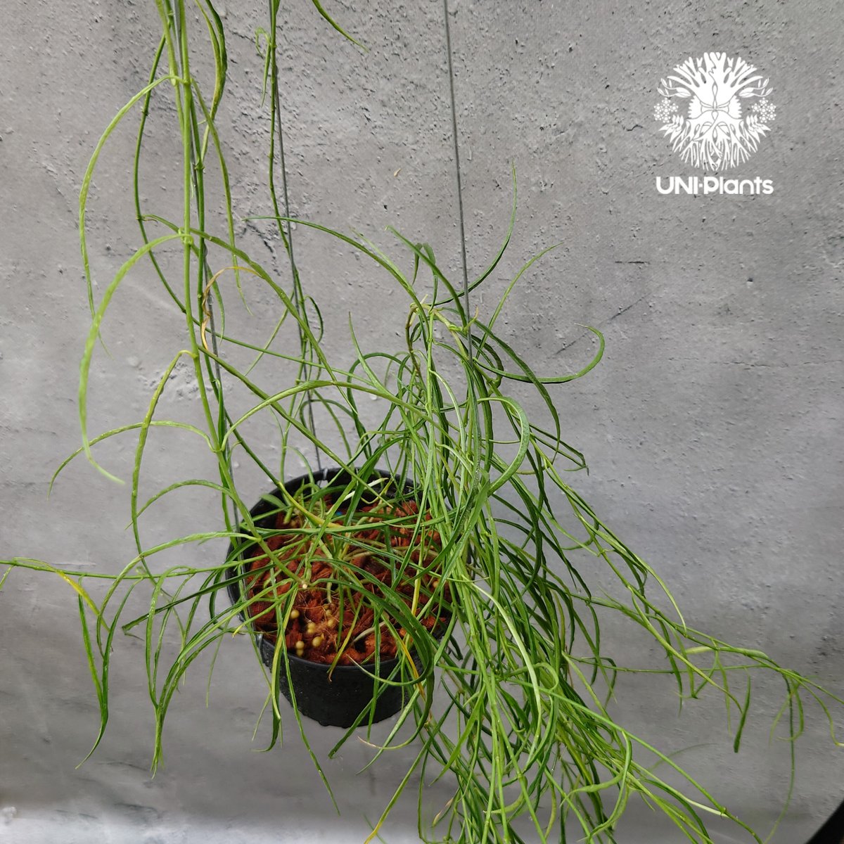 Hoya stenophylla ホヤ ステノフィラ 希少 ホヤ植物 ホヤの花