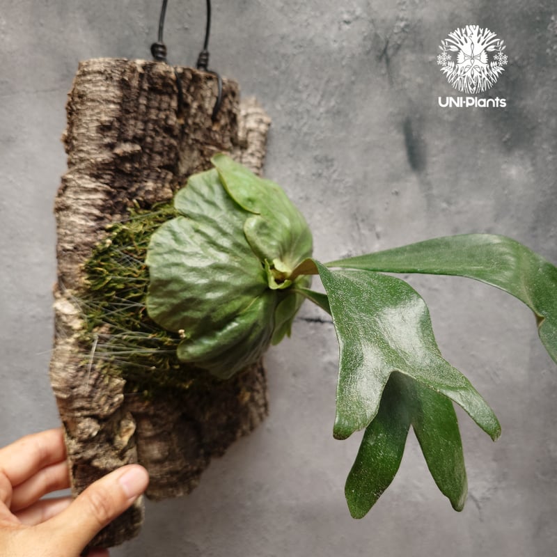 Platycerium Dawboy ビカクシダ ダウボーイ ビカクシダ交配種 シダ植物