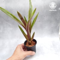 Aechmea L'Arc〜en〜Ciel エクメアラルクアンシエル タンクブロメリ Aechmea エクメア インテリア植物 着生植物