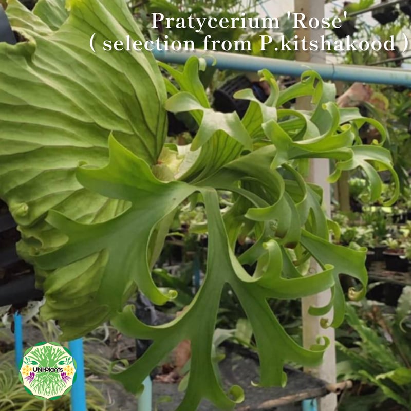 限定1株 Platycerium 'Rose' ( selection from P.kits