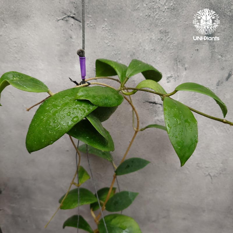 希少! Hoya mindorensis superba ホヤミンドレンシス スパーバ ホヤ植