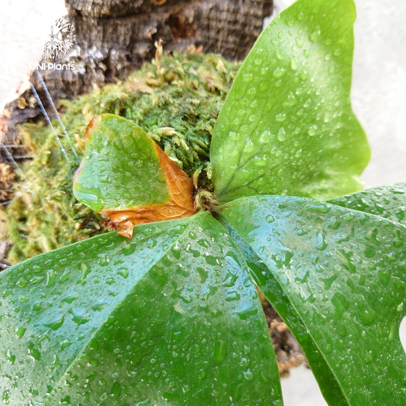 ビカクシダ ステマリア Platycerium stemaria コウモリラン ビカクシダ