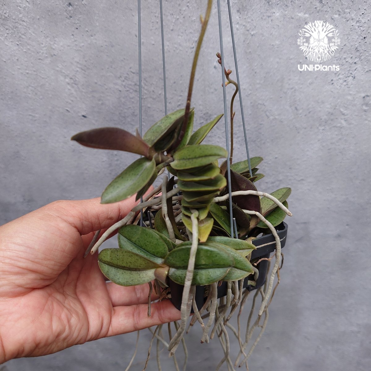 Doritis pulcherrima 'Dwarf' ドリティス プルチェリマ ドワーフ 着