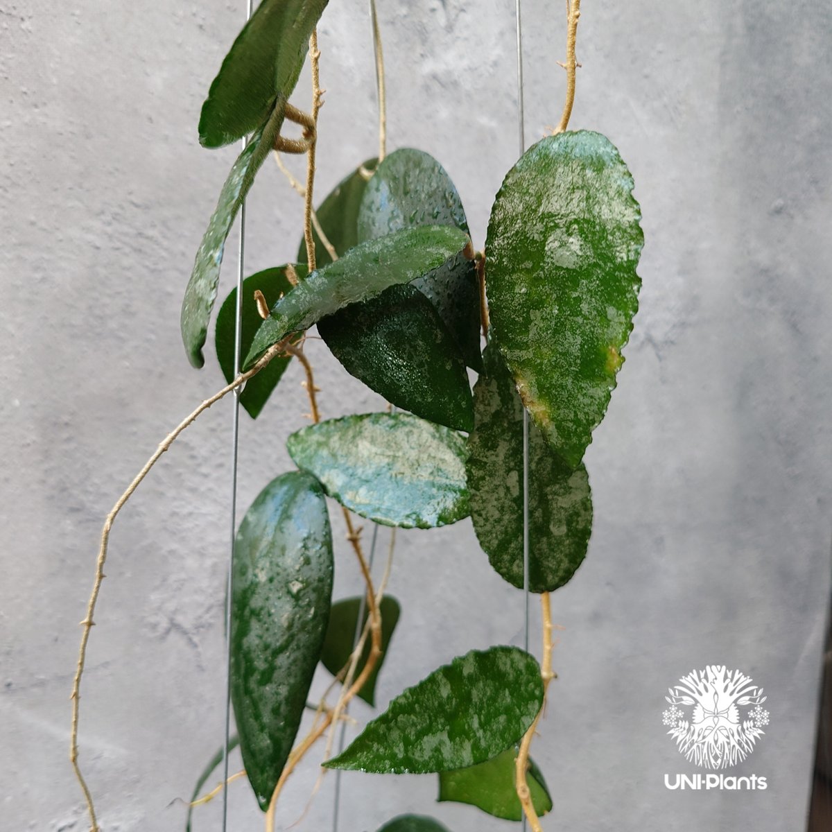 Hoya Caudata ホヤ カウダータ ホヤ植物 珍奇 珍しい 希少 レア つる性