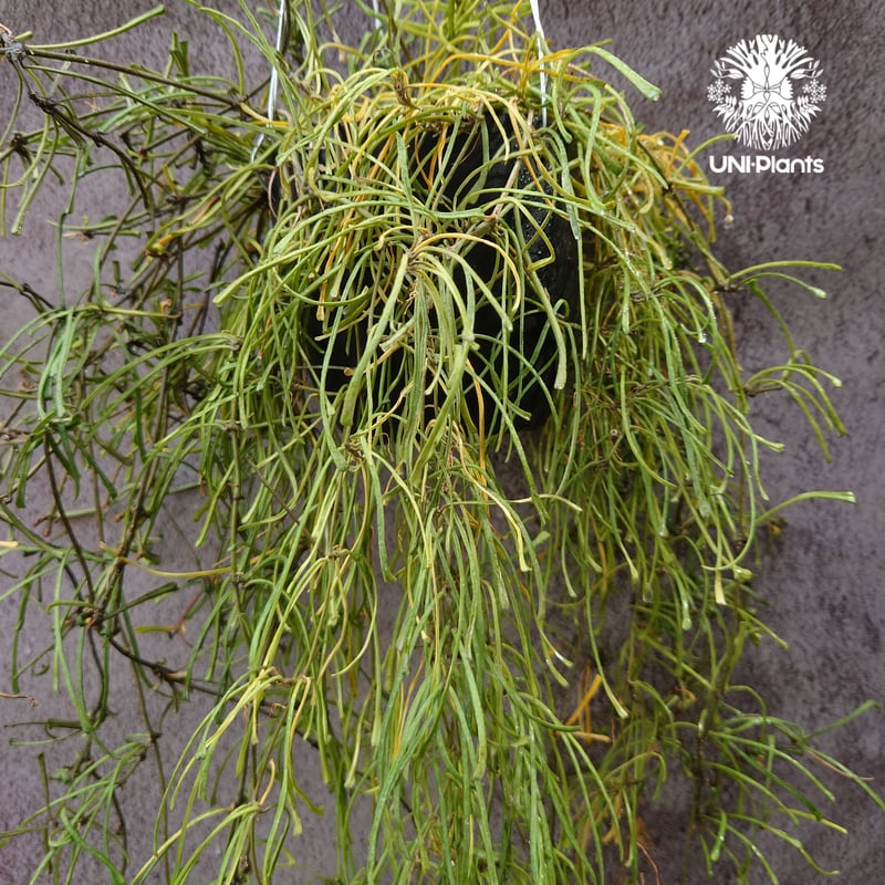 HOYA レツーサ　 250808 13 HOYA レツーサ 250808 13 - メルカリ