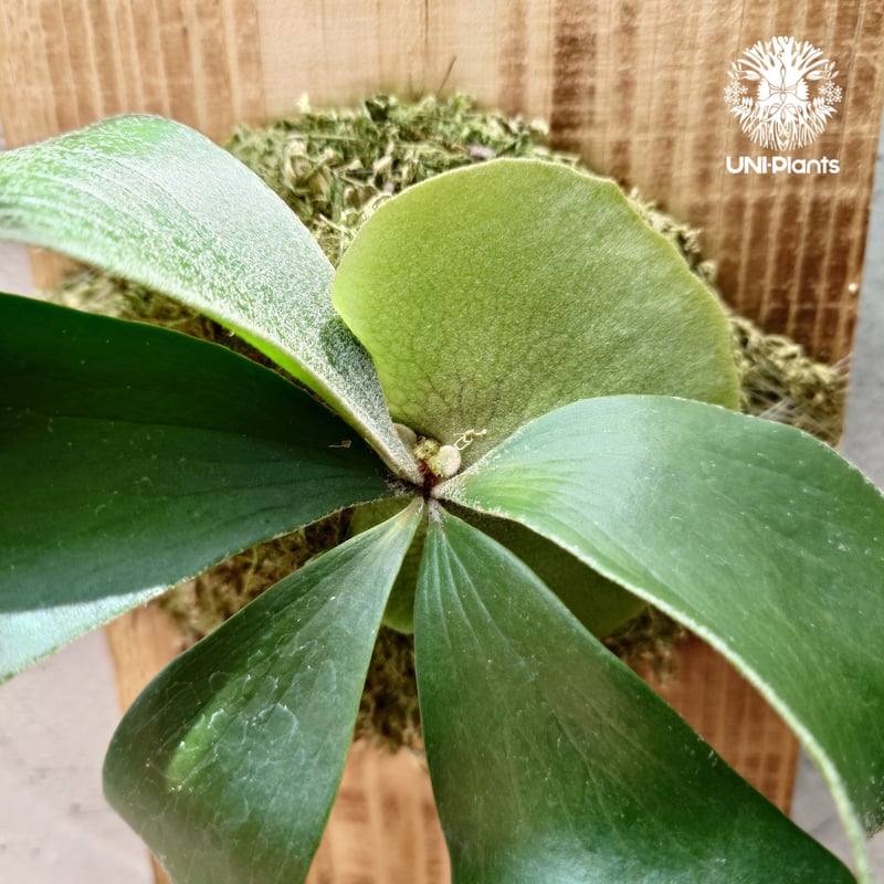 ⌘ビカクシダ⌘ Platycerium alcicorne アルシコルネ ビカクシダ アルシコルネ Platycerium alcicorne ビカクシダ原種