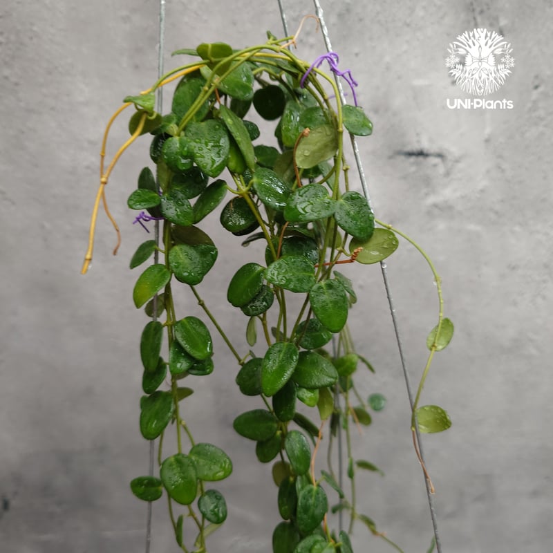 Hoya Pulleana ホヤプレナ ホヤ植物 ホヤの花 Hoya plants 希少