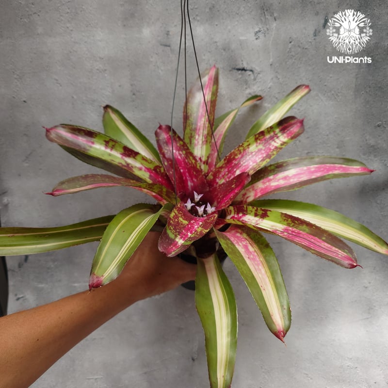 Neoregelia Predatress ネオレゲリア Neoregelia ブロメリア B