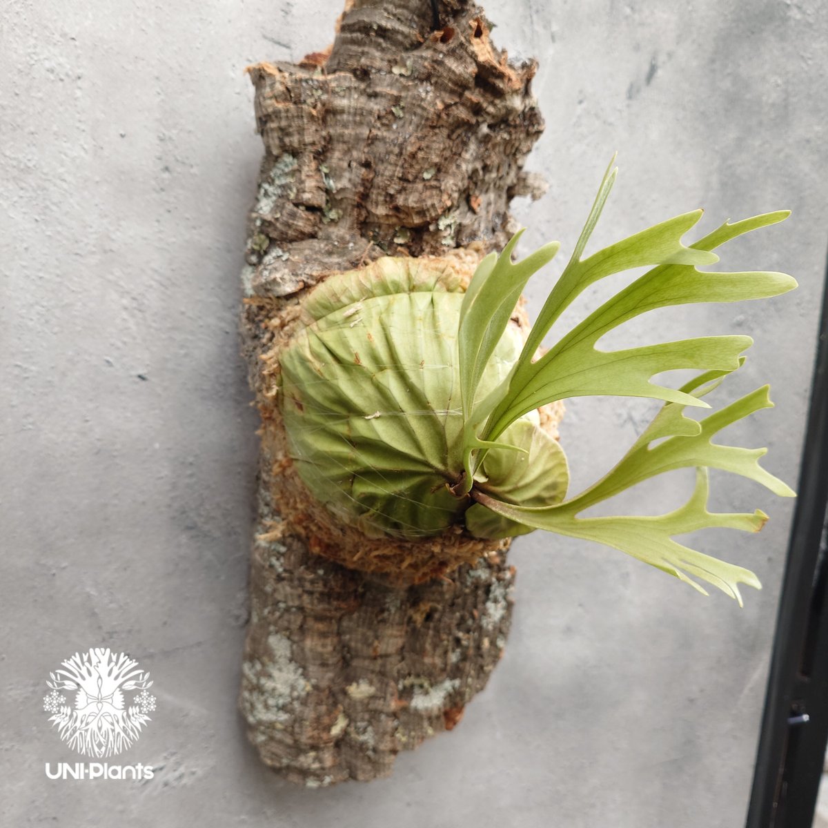 Platycerium ridleyi Pakarang ビカクシダ リドレイ パカラン ビカ