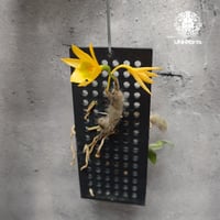 Dendrobium senile デンドロビューム セニレ 着生蘭 着生ラン 蘭の花 Orchid 着生植物