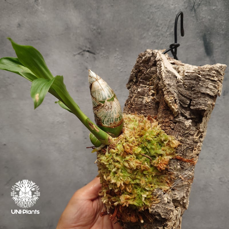 Catasetum Taiwan Yellow Diamond カタセタム タイワンイエローダ