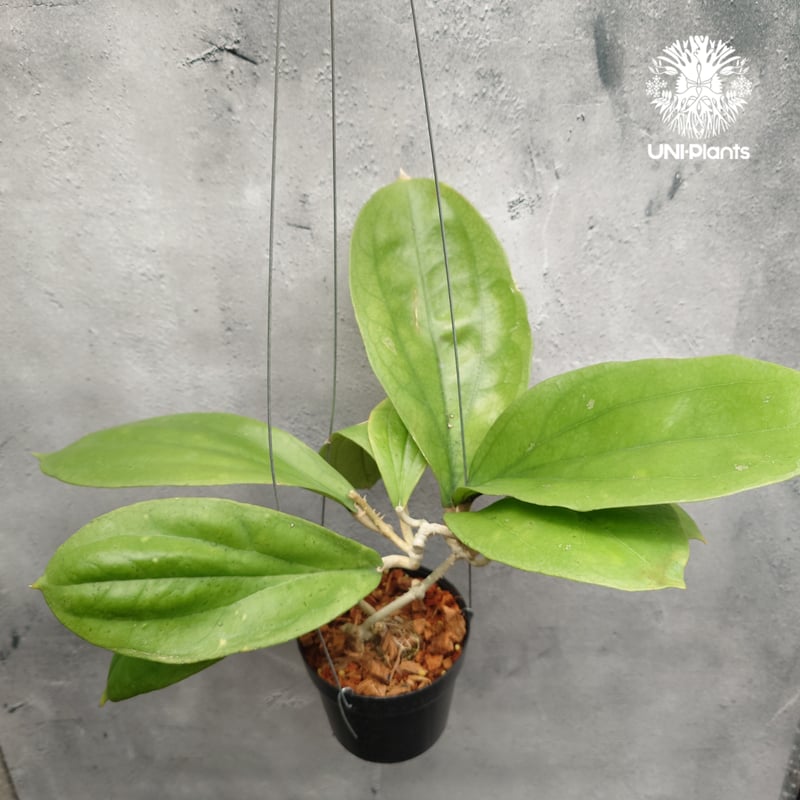 Hoya Lambii ホヤ ランビー ホヤ植物 ホヤの花 Hoya Plants 珍しい 希
