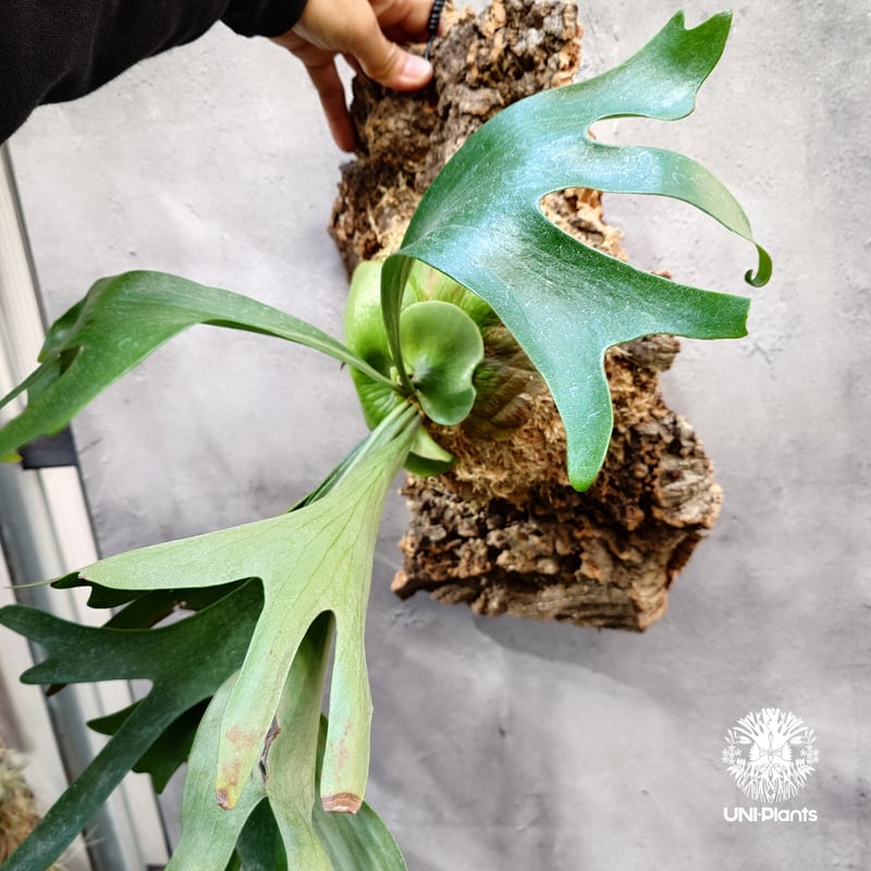 ビカクシダ アルシコルネ(ドワーフ) 【公式通販】