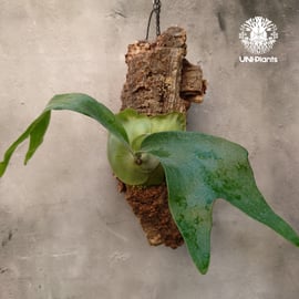 ビカクシダ ヒリー 3品種販売 | UNI-Plants ビカクシダ、ホヤ植物、着