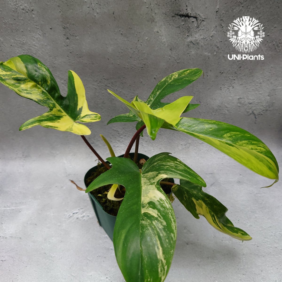 Philodendron Florida beauty variegated フィロデンドロ Philodendron Florida beauty variegated フィロデンドロ