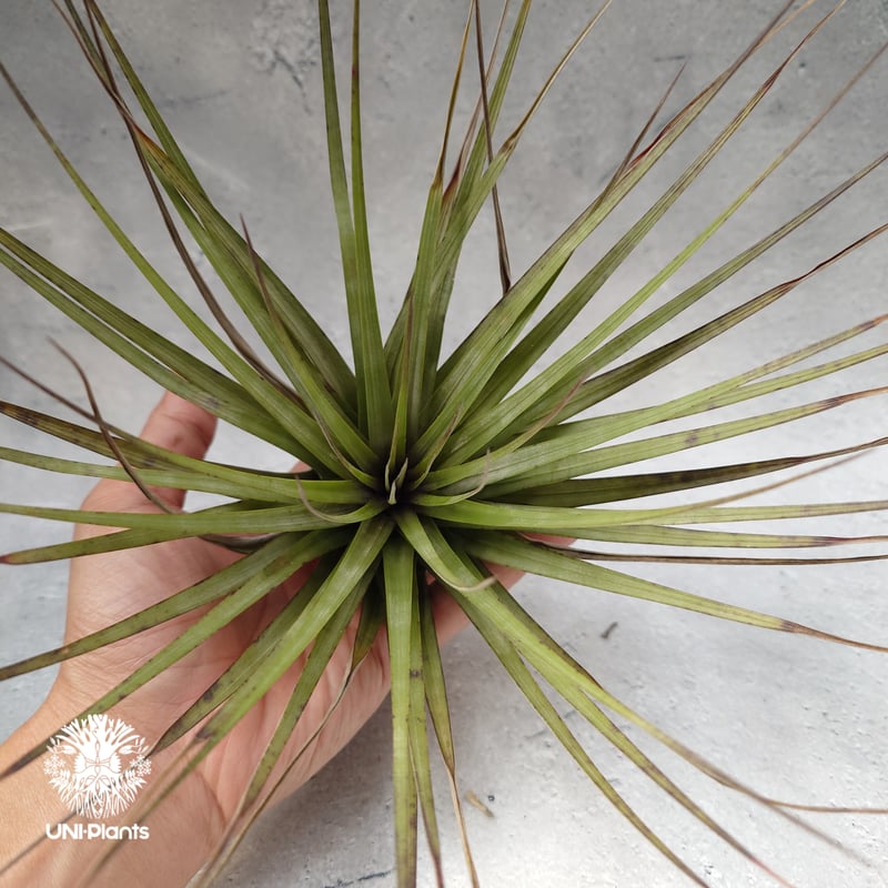 Tillandsia Fasciculata × V. venosispica (M) チラン
