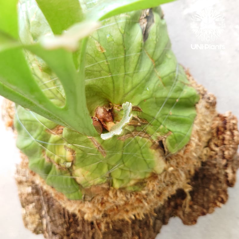 ビカクシダ リドレイ Platycerium ridleyi コウモリラン