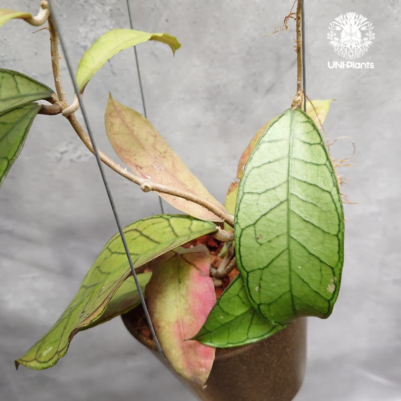 Hoya Gunung gading ホヤ グヌンガディング ホヤ植物 ホヤの花 Hoya p
