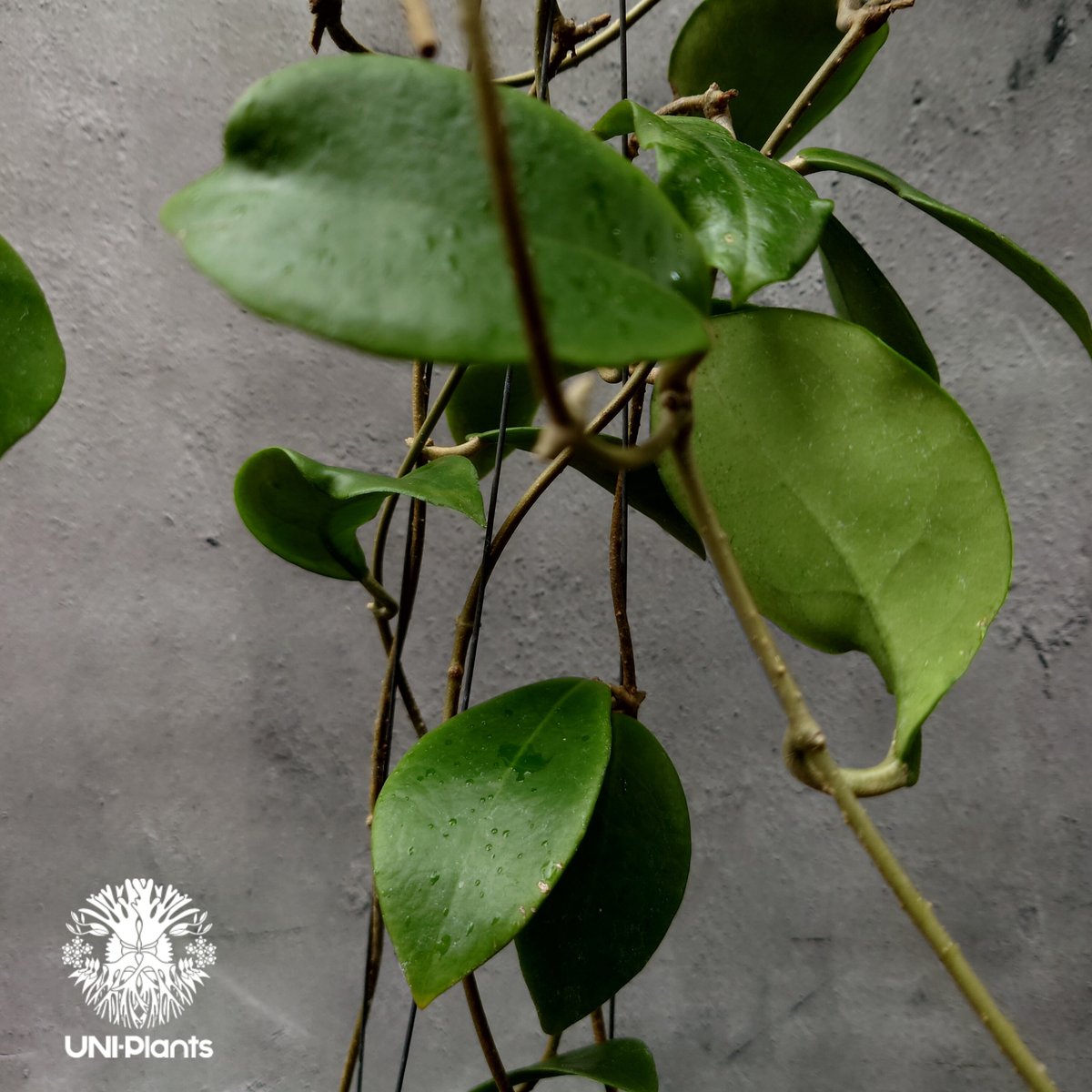 希少! Hoya mindorensis Yellow ホヤ ミンドレンシス イエロー ホヤ