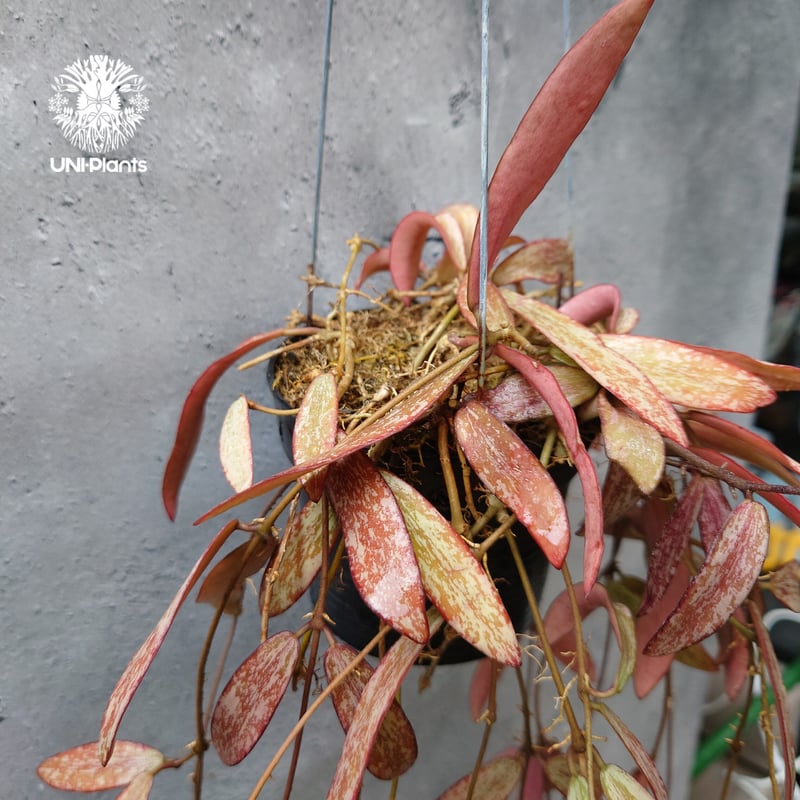 花座付き。Hoya sigillantis ホヤ シギラティス ホヤ 植物 ホヤの花