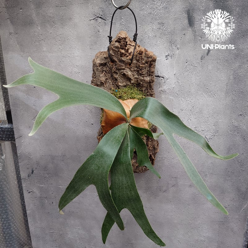 Platycerium Banna #A (pup) ビカクシダ バンナ #A (子株) ビカ