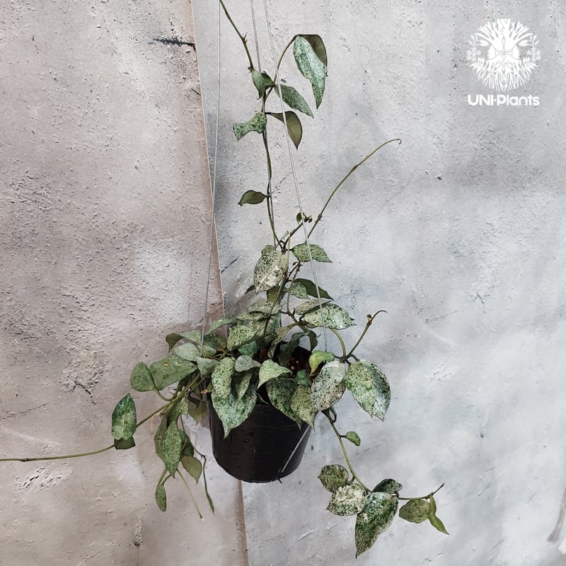 タイ直輸入・現地選抜の希少株】Hoya lacunosa moon shine | ホヤ ラ