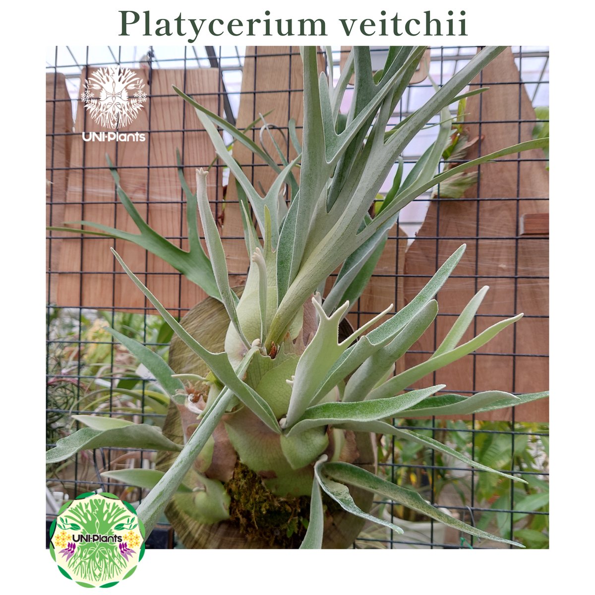 Platycerium veitchii (pup) ビカクシダ ベイチー ビカクシダ原種 P