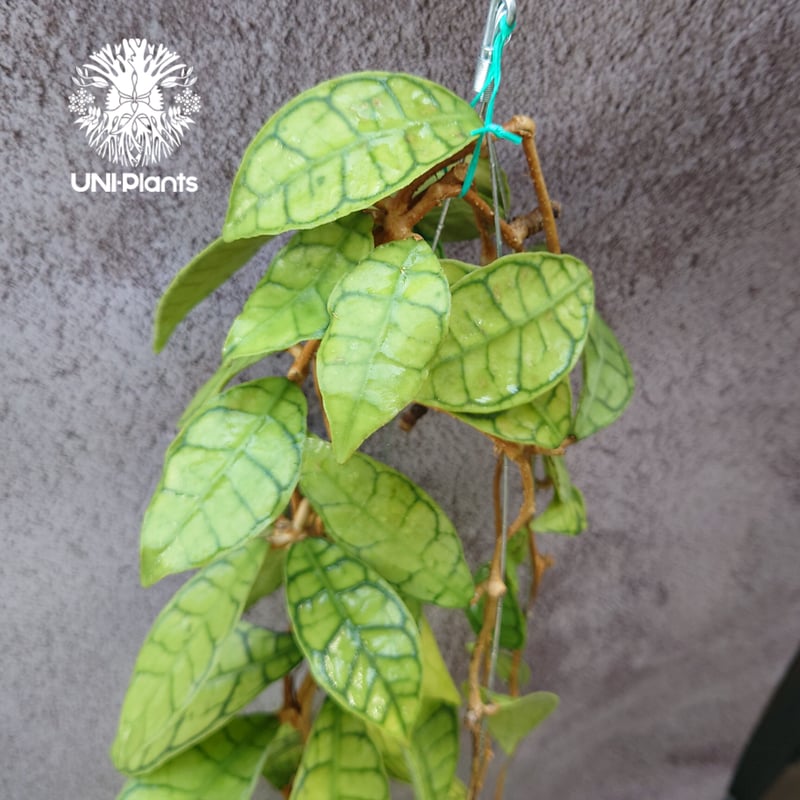 花座いっぱい! Hoya Callistophylla short leaves ホヤ カリス