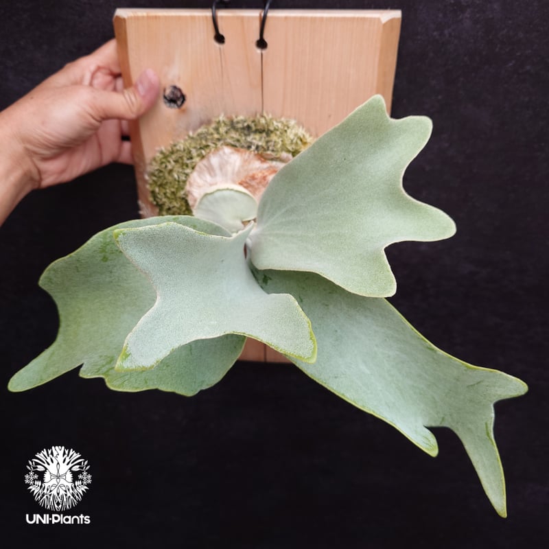 Platycerium andinum ビカクシダ Platycerium Saikeaw(P.andinum x P.willinckii) ビ