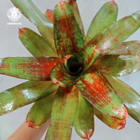 【タイ直輸入・一点物】Neoregelia Jewelry Shop | ネオレゲリアジュエリーショップ |Neoregelia｜着生アレンジ｜タンクブロメリア | Tank bromeliad