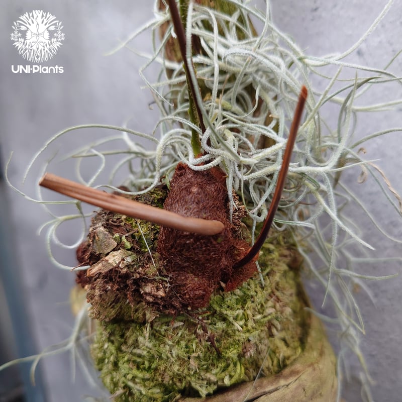 Drynaria rigidula `whitei ドリナリア·リギデュラ'ホワイティ' 流木