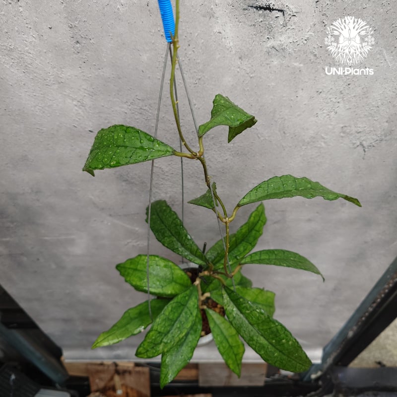 Hoya finlaysonii long leaves ホヤ フィンレイソニー ロングリーブ