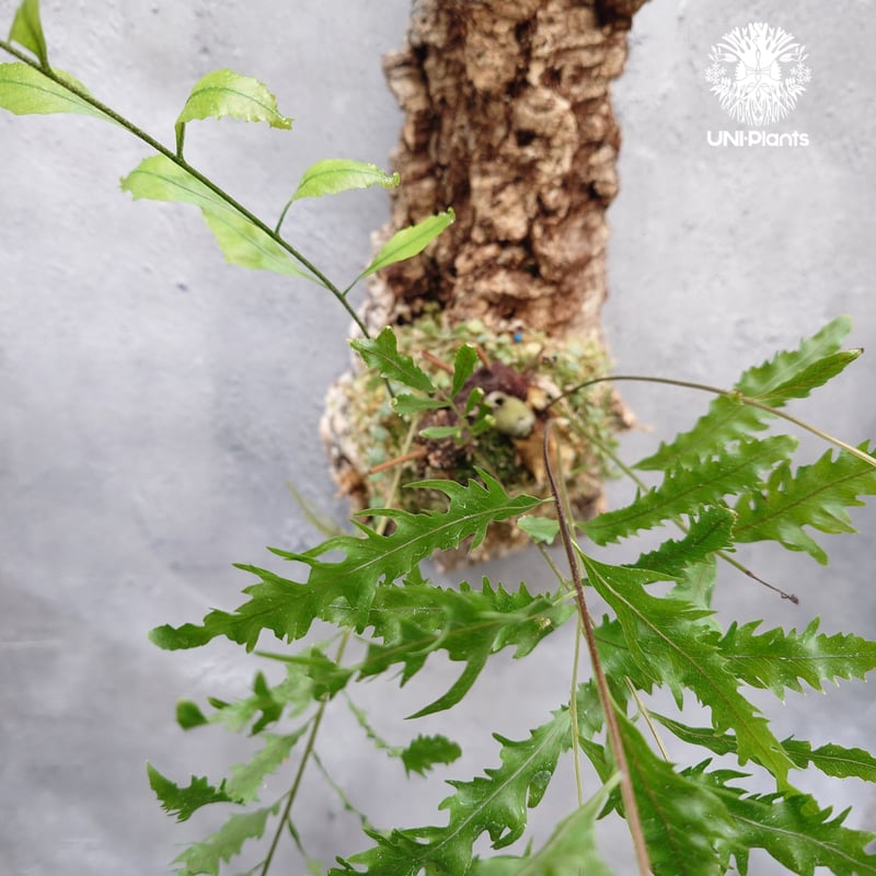 ドリナリア　リギュドラ　ホワイティ E103 ドリナリア リギュドラ ホワイティ E103