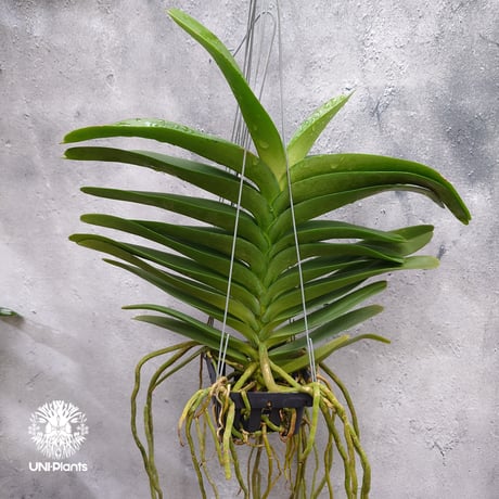 CATEGORY 着生ラン(Orchid) | UNI-Plants ビカクシダ、ホヤ植物