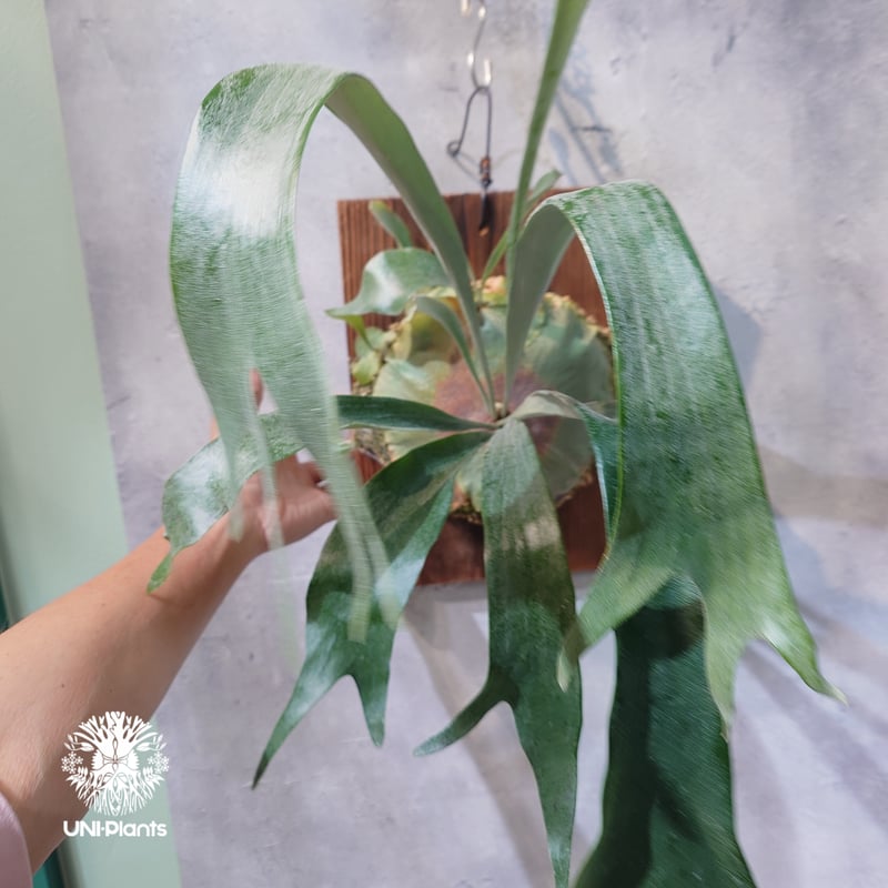 国内繁殖株・一点物】Platycerium sp.｜希少株｜(P.bifurcatum cv