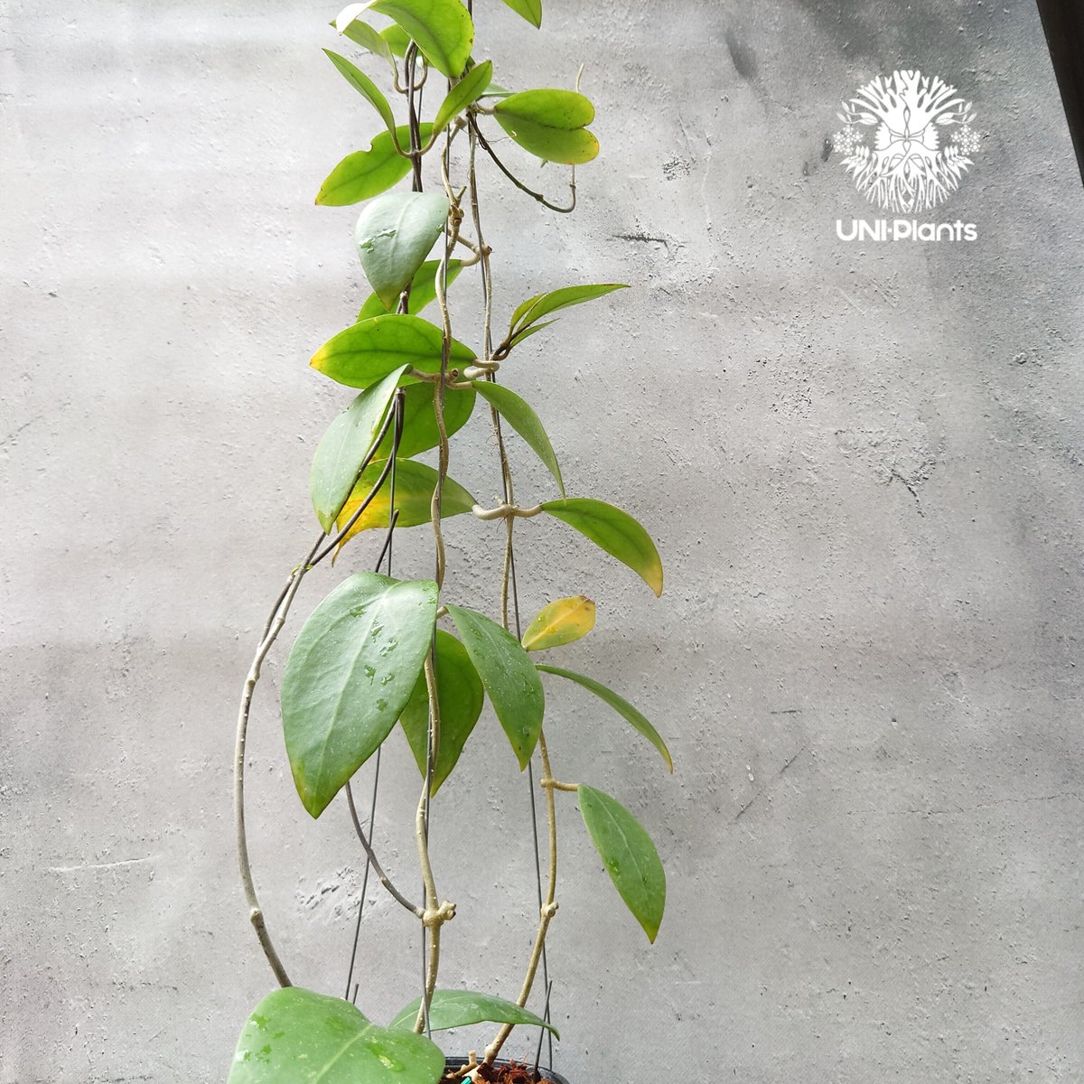 希少! Hoya mindorensis UT 042 ホヤ ミンドレンシス 限定数入荷