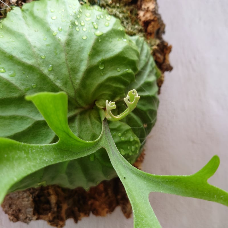 ridleyi wild 原種 ビカクシダ コウモリラン 観葉植物】コウモリラン