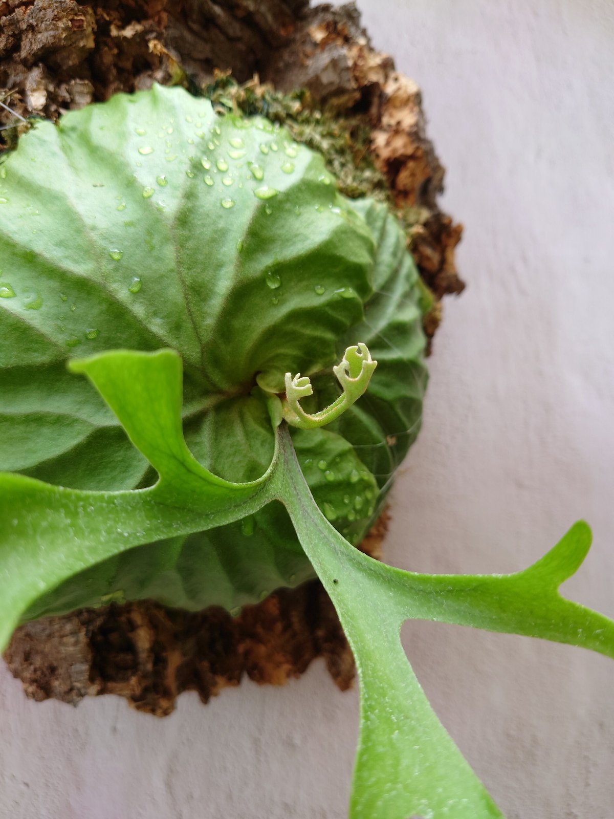 ビカクシダ☆Platycerium ridleyi (プラティケリウムリドレイ)