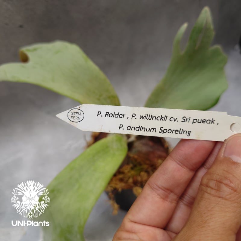 P. Raider, P. willinckii Sri Pueak, P. andinum