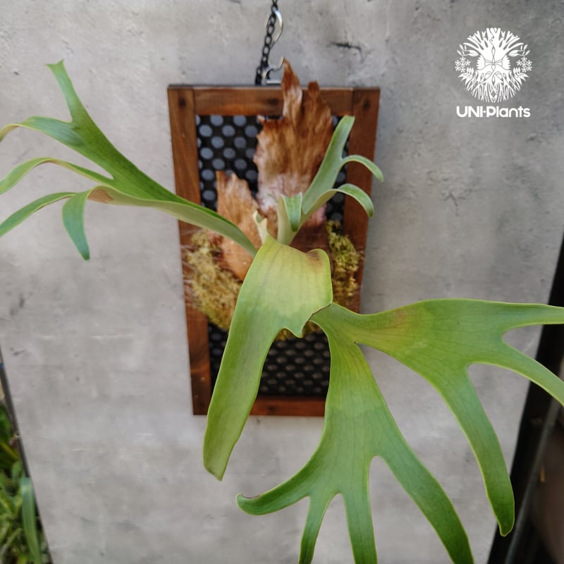 ビカクシダ 品種不明 Platycerium sp.コウモリラン ビカクシダ子株