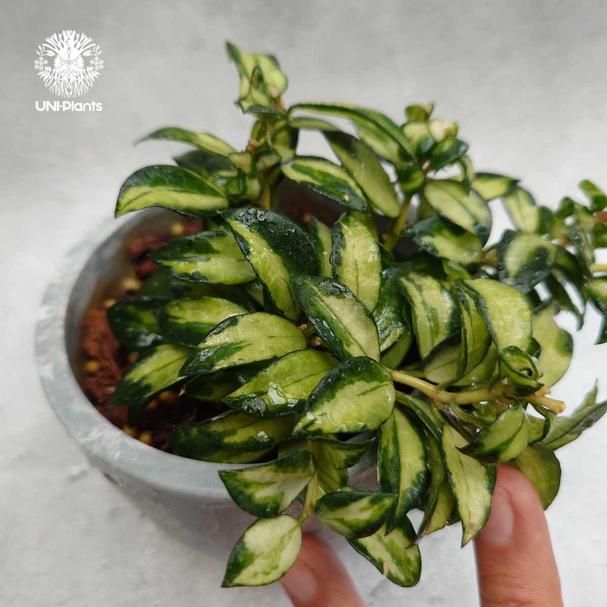 Hoya Lacunosa Bruno ホヤ ラクノーサ ブルーノ 斑入り ホヤ植物 ホヤ