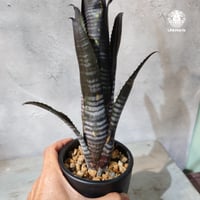 【国内繁殖株・一点物】Billbergia Darth Vader ｜ビルベルギア・ダースベイダー｜Billbergia｜ビルベルギア