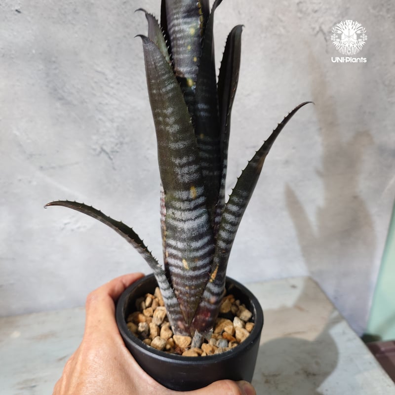 ビルベルギア ダースベイダー 大株 約45cm 子株除く バンド美株 国内繁殖株・一点物】Billbergia Darth Vader ｜ビルベルギア