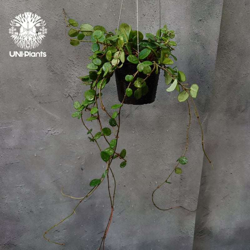 Hoya Mathilde splash ホヤ マチルダ スプラッシュ ホヤ植物