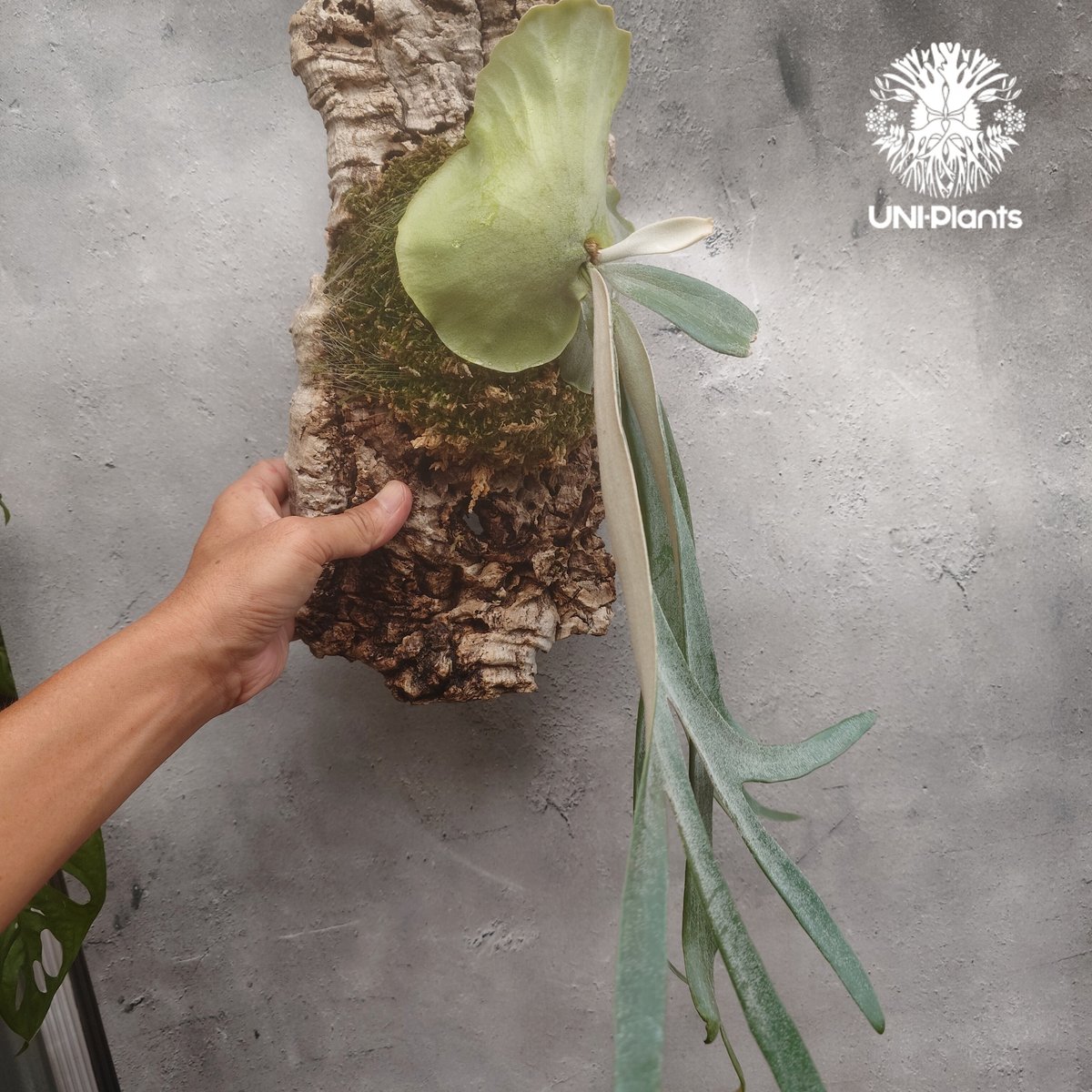 ビカクシダ ウィリンキーcv.インドネシア Platycerium willinckii cv