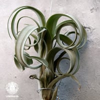 Tillandsia Curly slim チランジア カーリースリム Hybrid-Tillandsia インテリア植物 エアープランツ エアプランツ