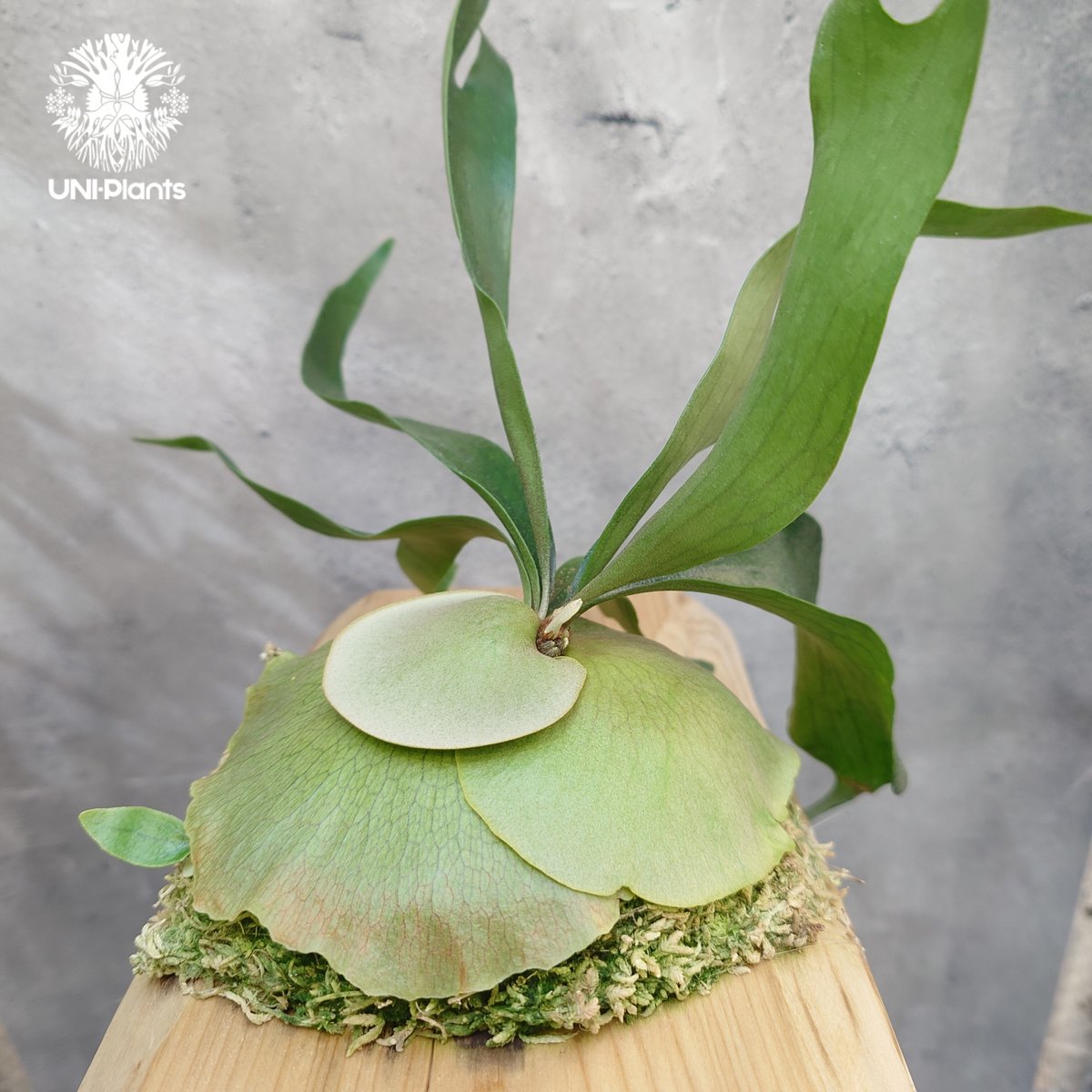 Platycerium Bifurcatum cv.Ziesenhenne ビカクシダ ジーゼ Platycerium Bifurcatum cv.Ziesenhenne ビカクシダ ジーゼ