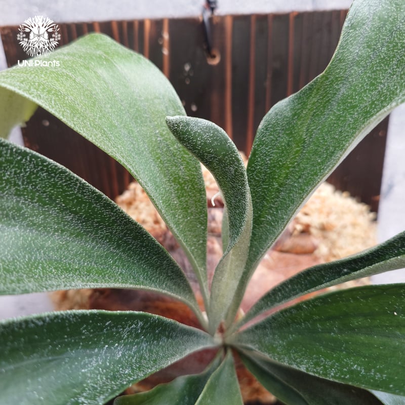 Platycerium sp.(spore) ビカクシダ 品種不明 ビカクシダ子株 シダ植物