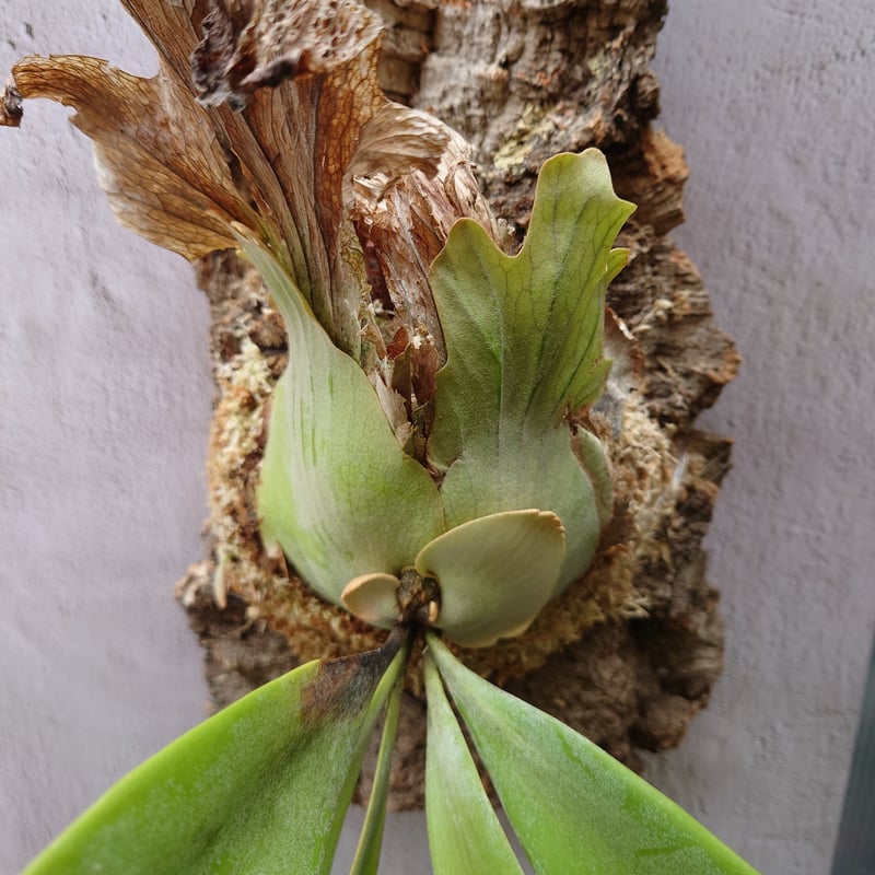 採れたて！！】Platycerium willinckii【2022-WW36】インドネシア東 