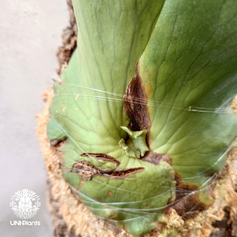 ビカクシダ ホルタミー Platycerium holttumii ビカクシダ原種 Plat